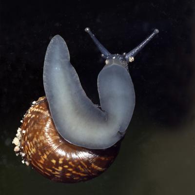 9 Vp 15 218060001 Snail I