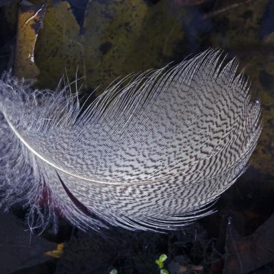 9 Vp 17 212090066 Veertje Op Sloot Vii Zw