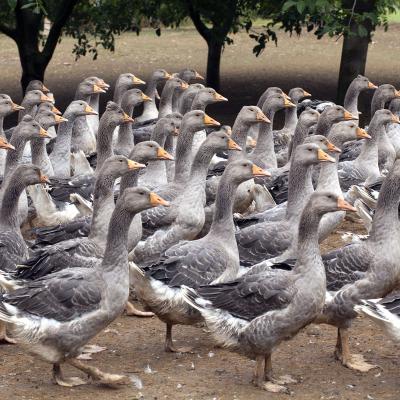 9 Vp 41 217060132 On A Goose Farm Vii