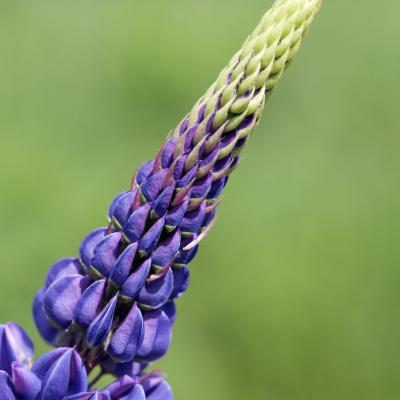 9 Vp 51 214050034 Lupine Young Blossom Ii Zw