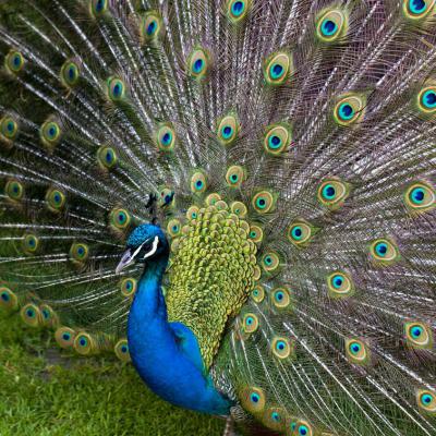 9 Vp 75 211040251 Peacock With Spread Wings Close Ii