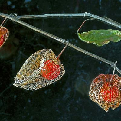 9 Vp 94 215120009 Physalis Ii