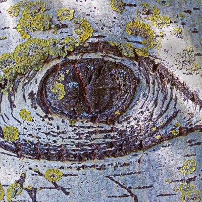 Tree eye
