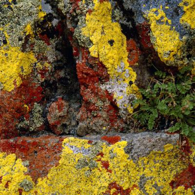 3 Pl 03 91092115 Red And Yellow Lichen