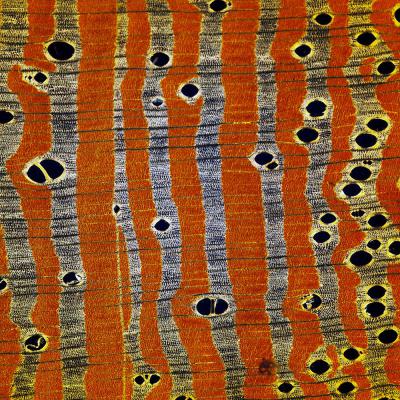 Fabaceae Wood micrograph