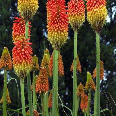 3 Pl 07 220100017 Kniphofia Linearifolia