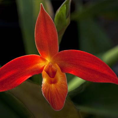 3 Pl 09 217090035 Phragmipedium Dalessandroi Orchid I Zw