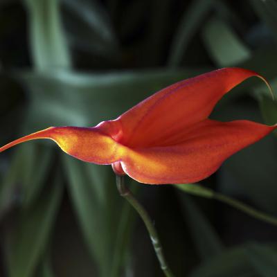 3 Pl 11 210030115 Masdevallia Veitchiana