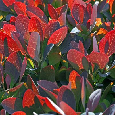 3 Pl 13 215040097 Red Barberry Leafage Iv