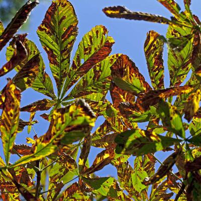 3 Pl 15 213090037 Autumn Chestnut Leaves