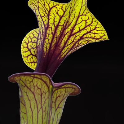 3 Pl 19 214050085 Sarracenia Flava I Bb