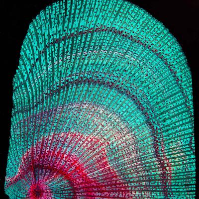 3 Pl 23 215010039 Coriaria Jap Cross Partial