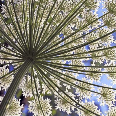 3 Pl 25 210060115 Giant Hogweed