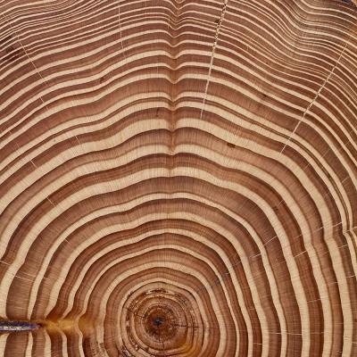 3 Pl 31 212040135 Pinus Polished Wood Cross Section