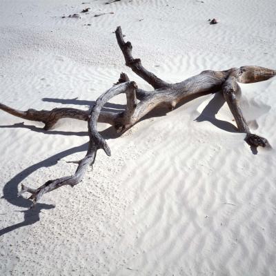 3 Pl 33 94082818 Desert Driftwood