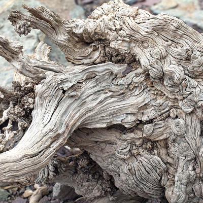 3 Pl 35 217020025 Contortions In Tree Root Iii