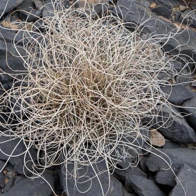 3 Pl 37 217030043 Tobosa Grass Hilaria Mutica