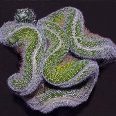 3 Pl 39 217060046 Lobivia Albolanata Forma Cristata