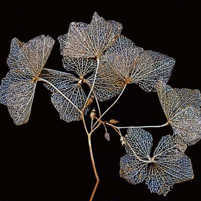 3 Pl 43 216020042 Venation In Hortensia Petals I