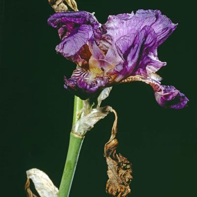 3 Pl 48 207055301 Wilted Iris Hzw