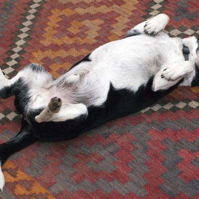 5 Md 103 215060035 Rocco Uitgestrekt Ii