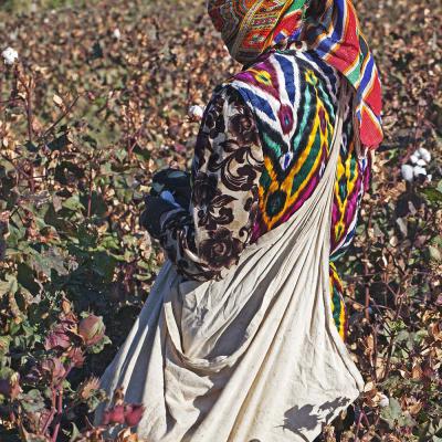 5 Md 65 212100106 Katoenplukster. Oezbekistan 2012