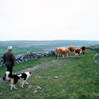 5 Md 85 96060320 Pastor And Cows