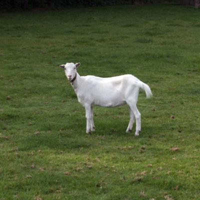 5 Md 91 213090010 Geitje I L