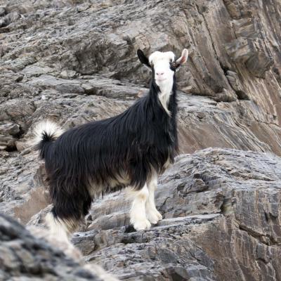 5 Md 93 217030036 Longhaired Mountain Goat Ii