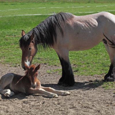 5 Md 95 210060001 Draught Horse And Foal I