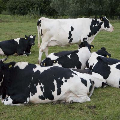 5 Md 99 209080041 Vijf Holstein Friezen